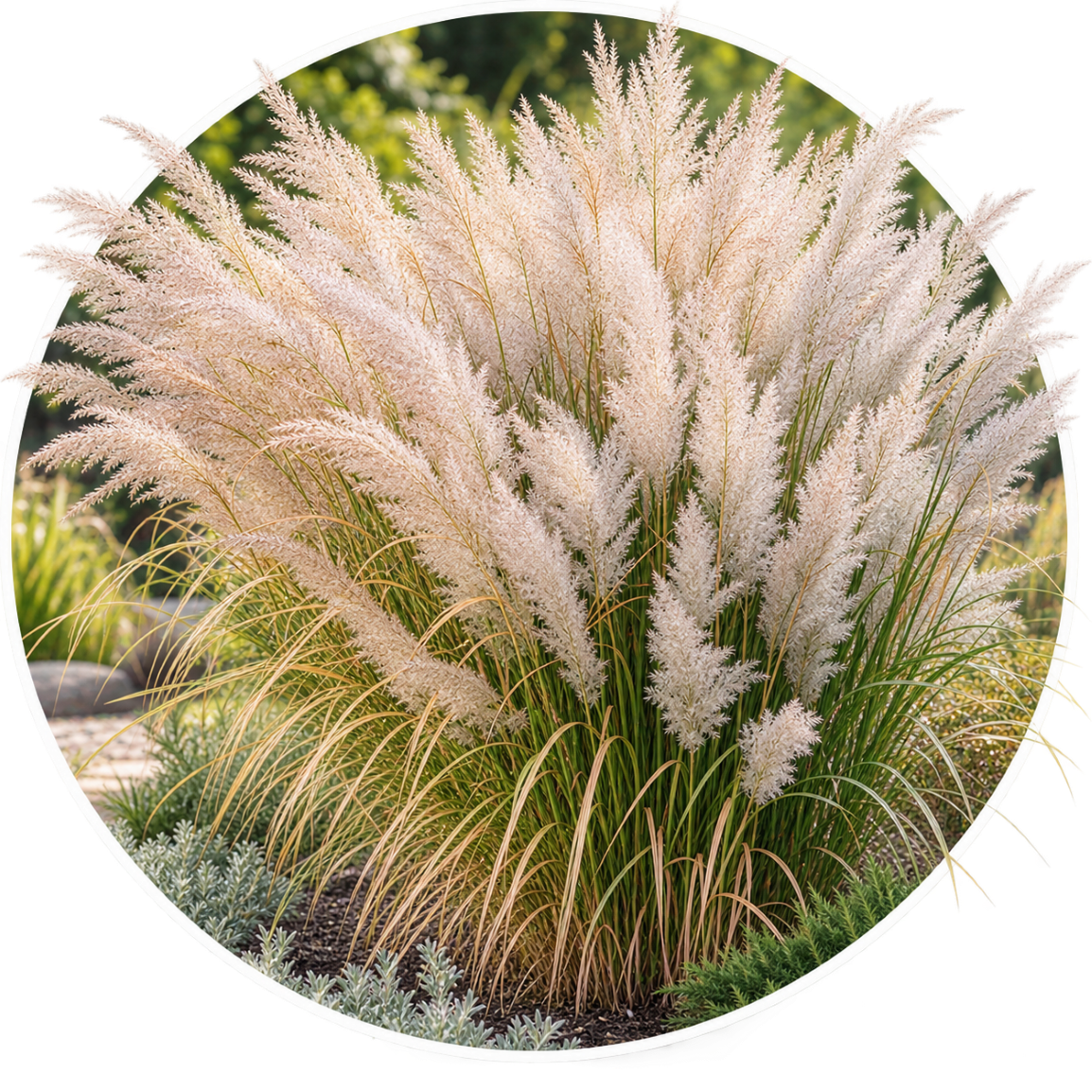 Вейник коротковолосистый/Calamagrostis brachytricha